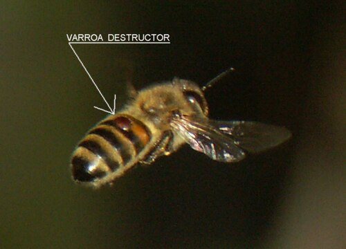 Uçan arının sırtında varroa akarı