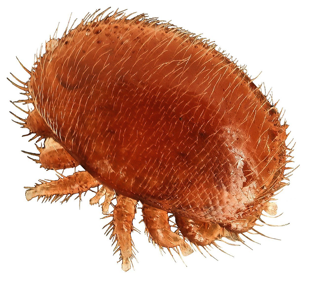 Varroa destructor dişi akarı yakın çekim