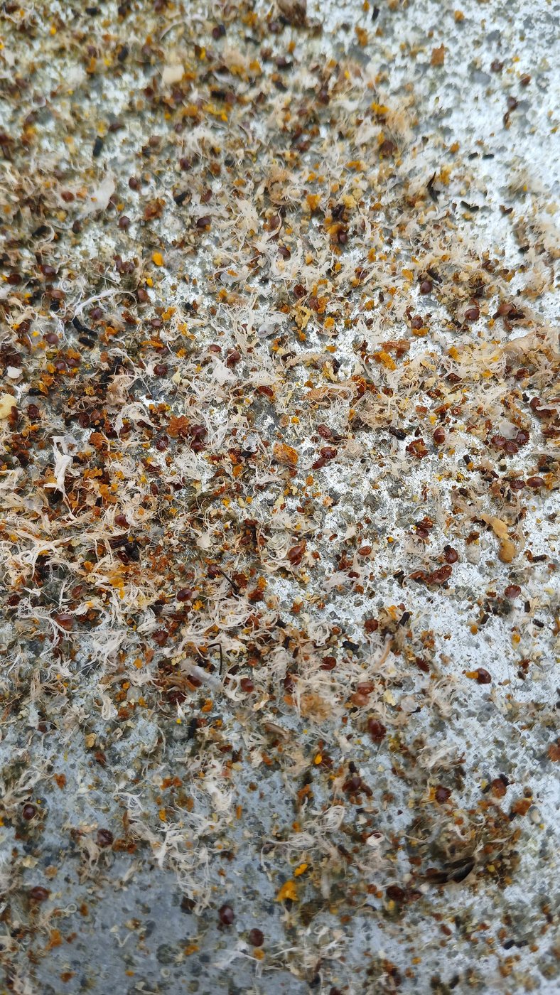 Heavy mite drop on the floor board after treatment