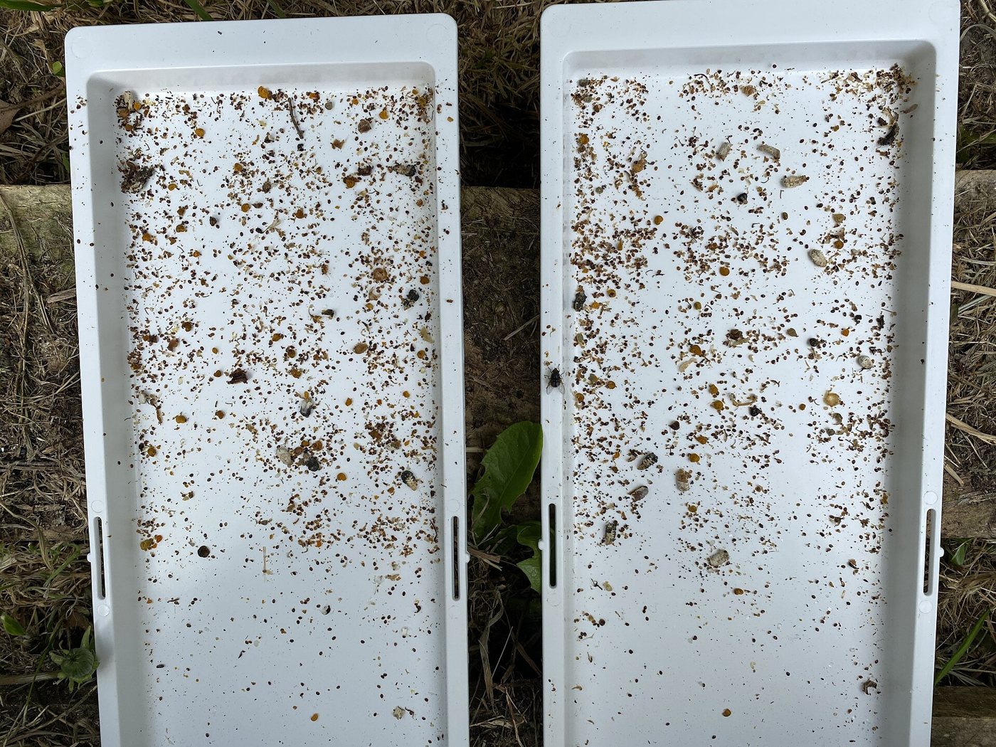 Uygulama sonrası varroa düşümü: dip tablası
