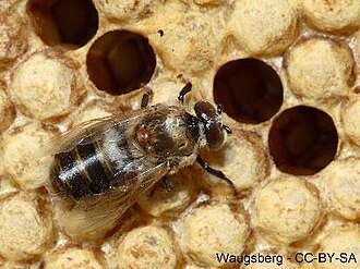 Varroa mite on the thorax of a drone standing on capped brood