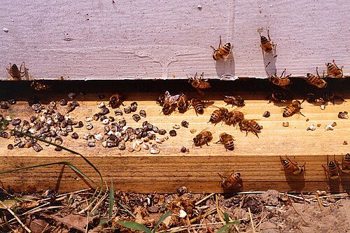 Mummy pellets on the landing board at the hive entrance
