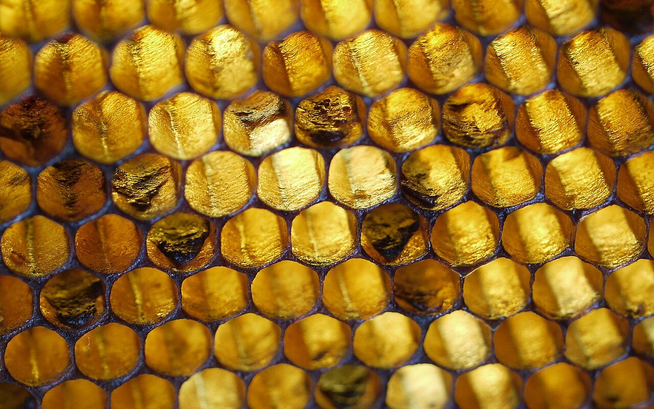 Dark scales at the bottom of the cells in a comb held against the light