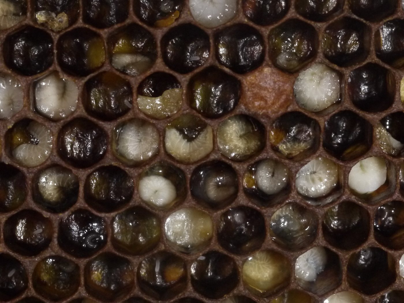 Yellowed, uncurled and melted larvae