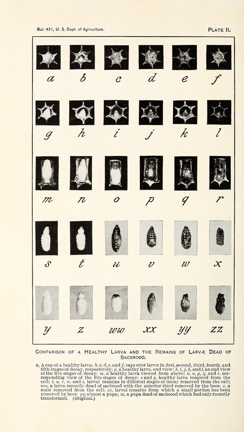 Historical plate comparing a healthy larva with the stages of larvae killed by sacbrood