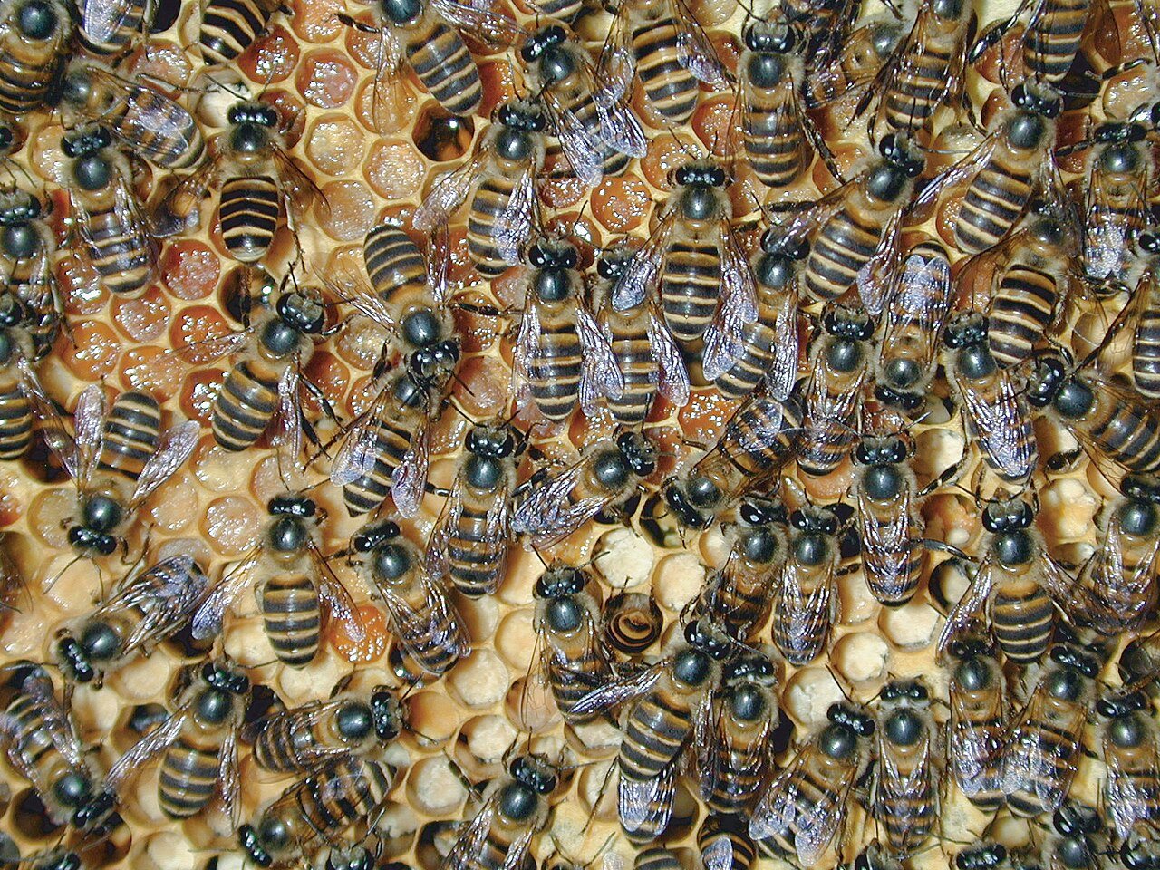 Asian honey bee workers on the comb