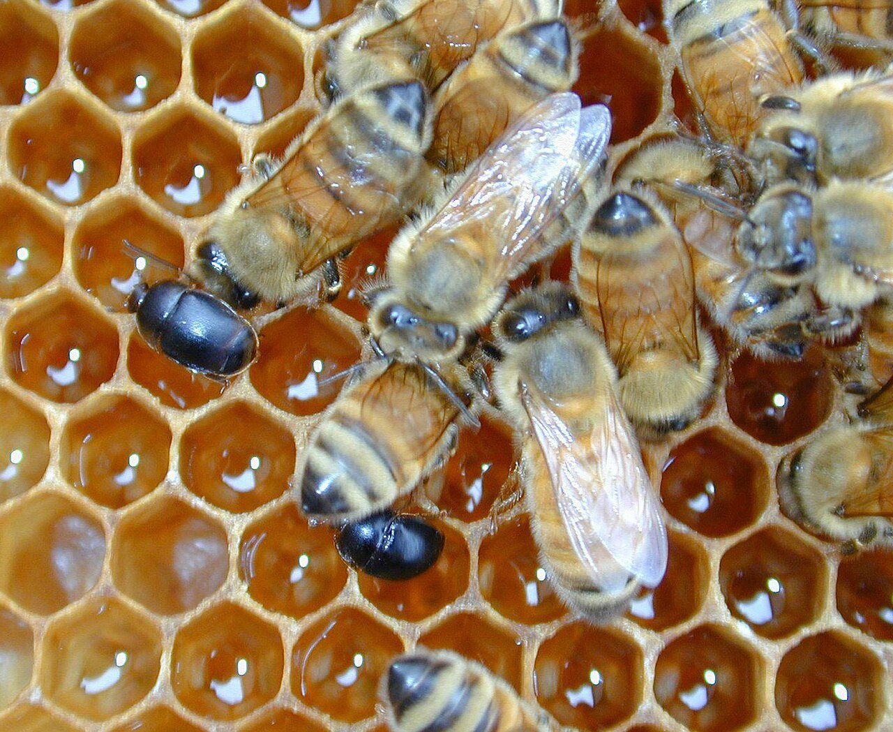 Two black beetles among worker bees on a comb full of honey