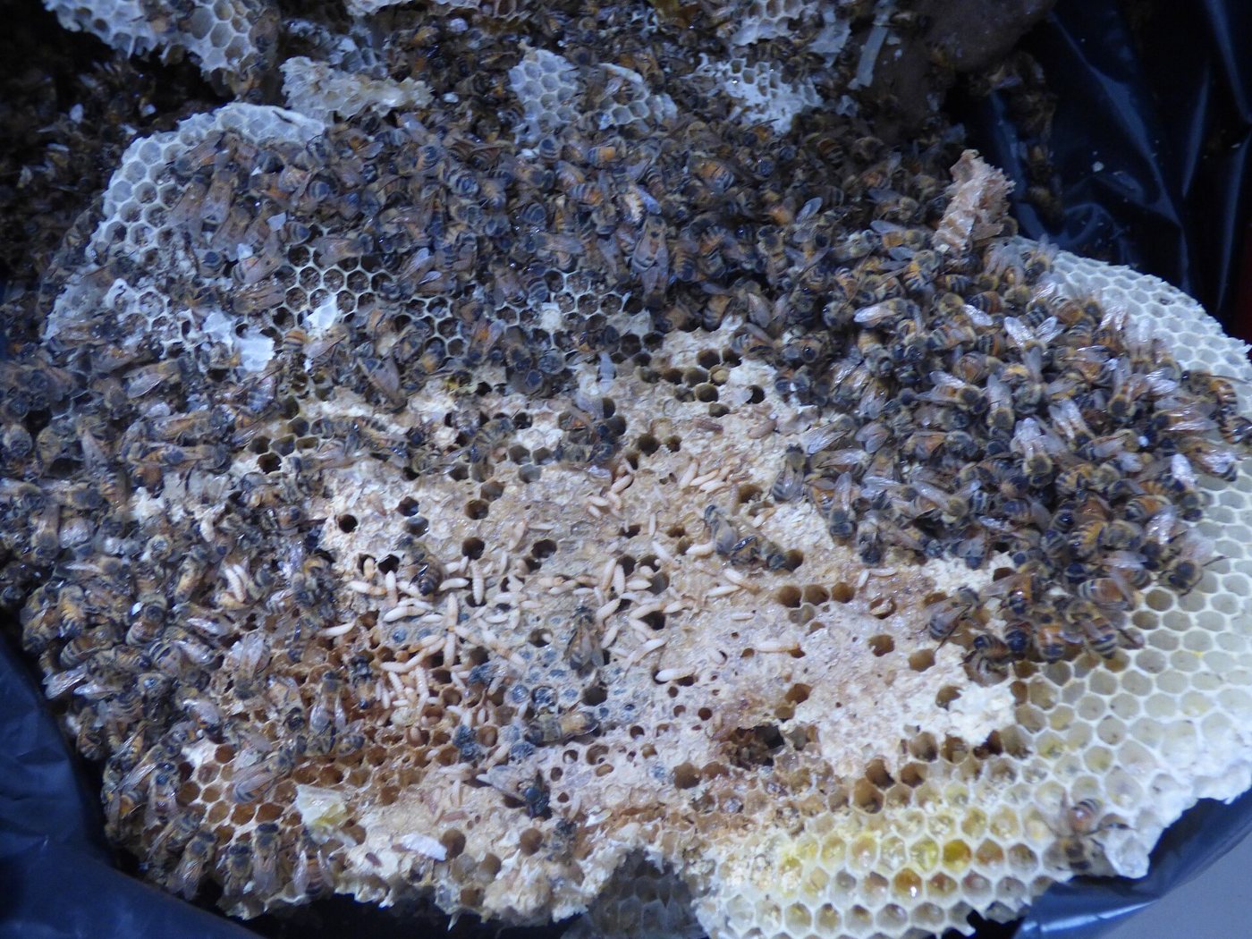 Damaged, wet-looking comb with many cream-coloured larvae and dead bees