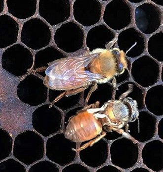 A healthy bee and a bee with deformed wings on the comb