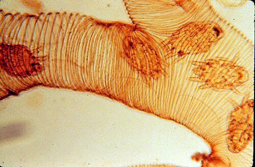 Several mites inside a tracheal tube under the microscope