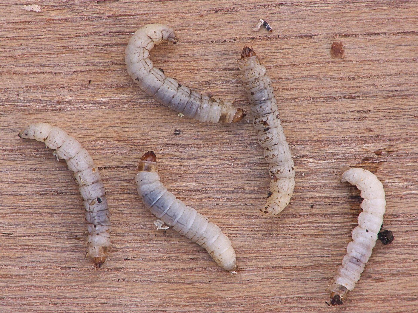 Lesser wax moth larvae