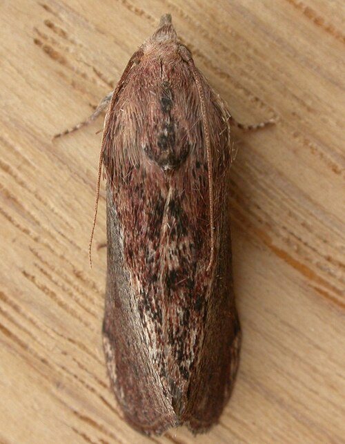 Büyük mum güvesi (Galleria mellonella) ergini
