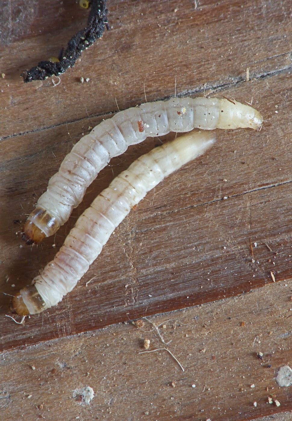 Küçük mum güvesi (Achroia grisella) larvaları