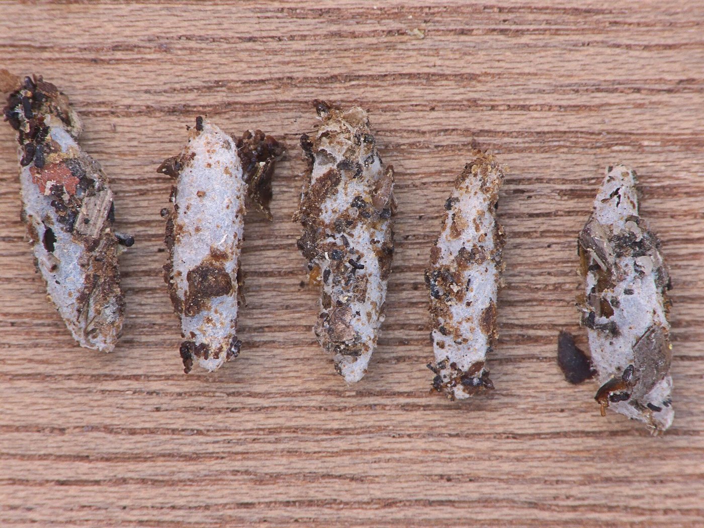 Lesser wax moth cocoons covered with debris