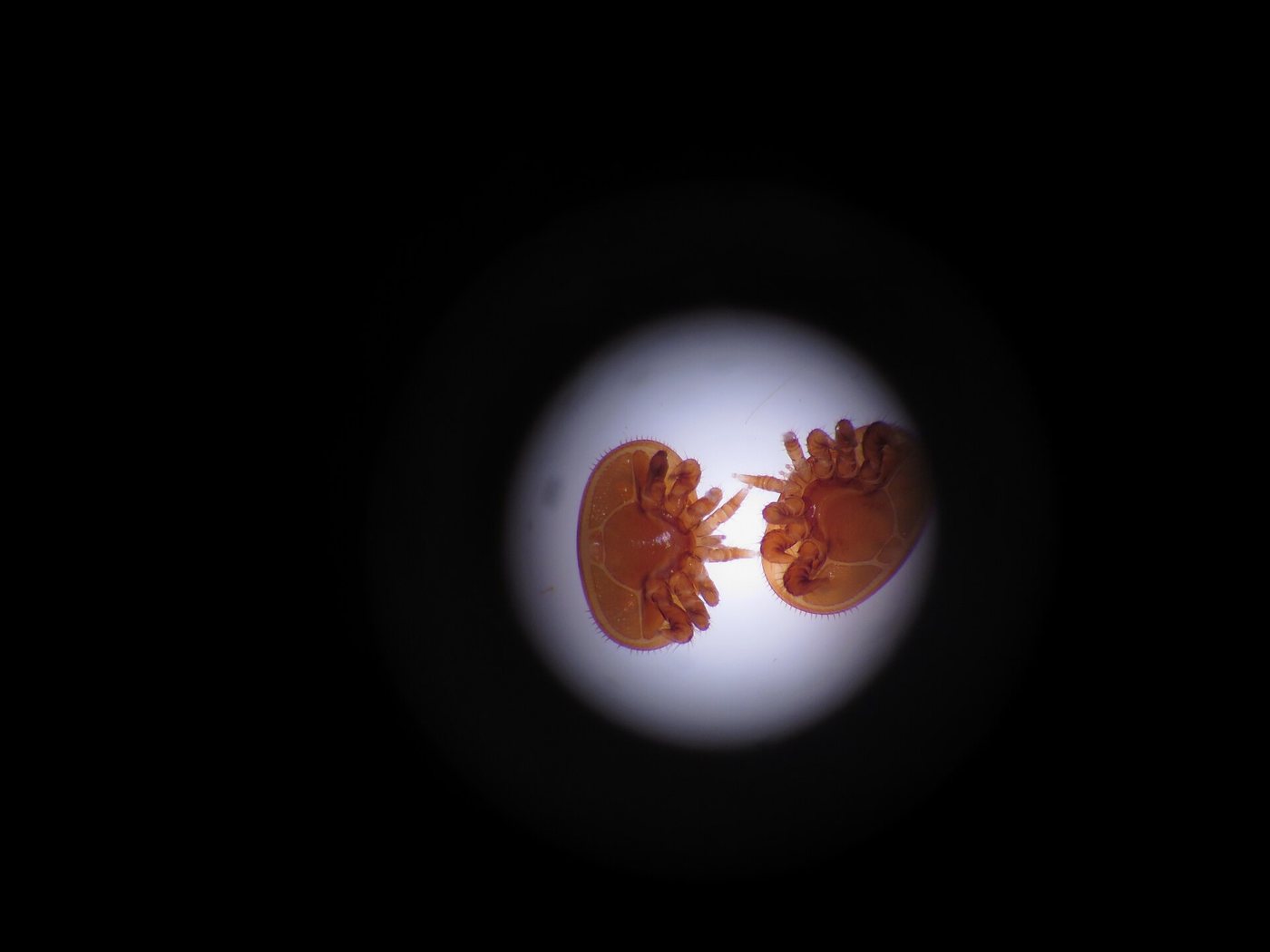 Mikroskop altında incelenen varroa akarları