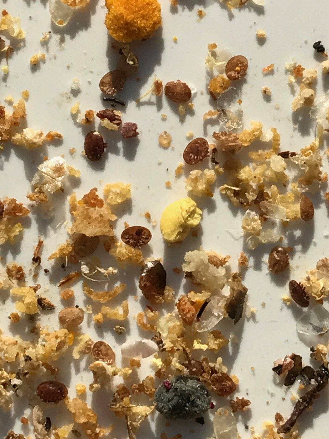 Varroa mites among the debris on a floor board