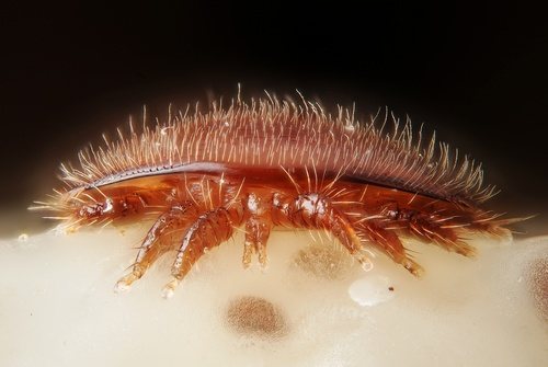 Pupa başında dişi varroa akarı yakından
