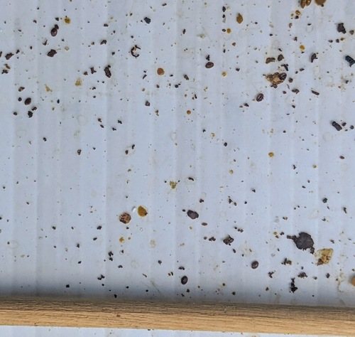 Dip tablasında sayılan varroa akarları ve döküntü