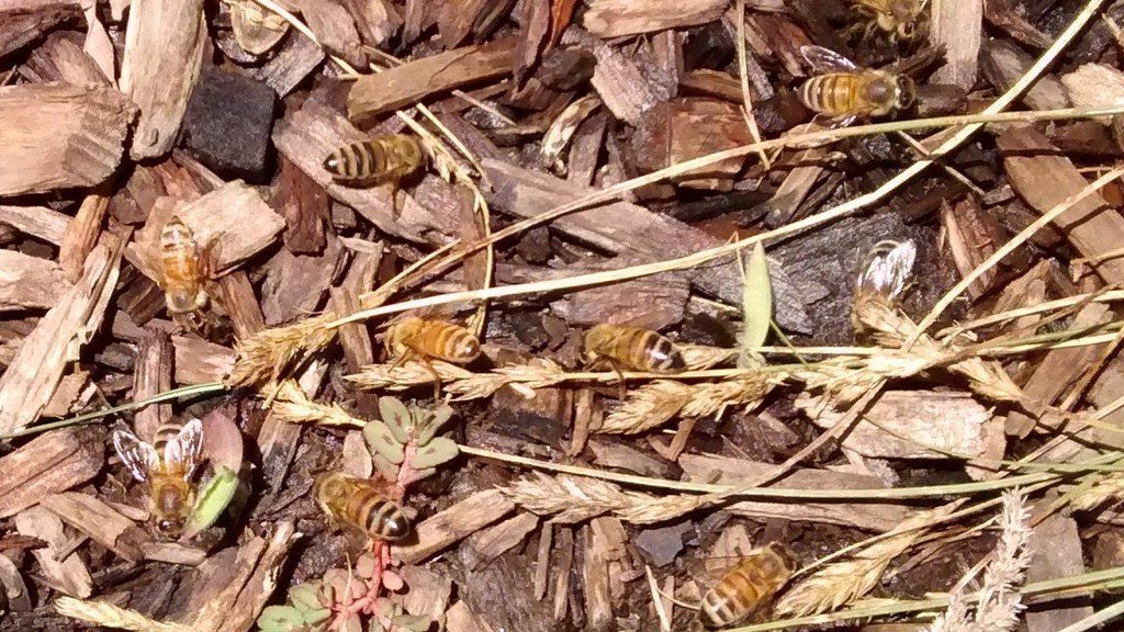 Honey bees drinking water from the soil