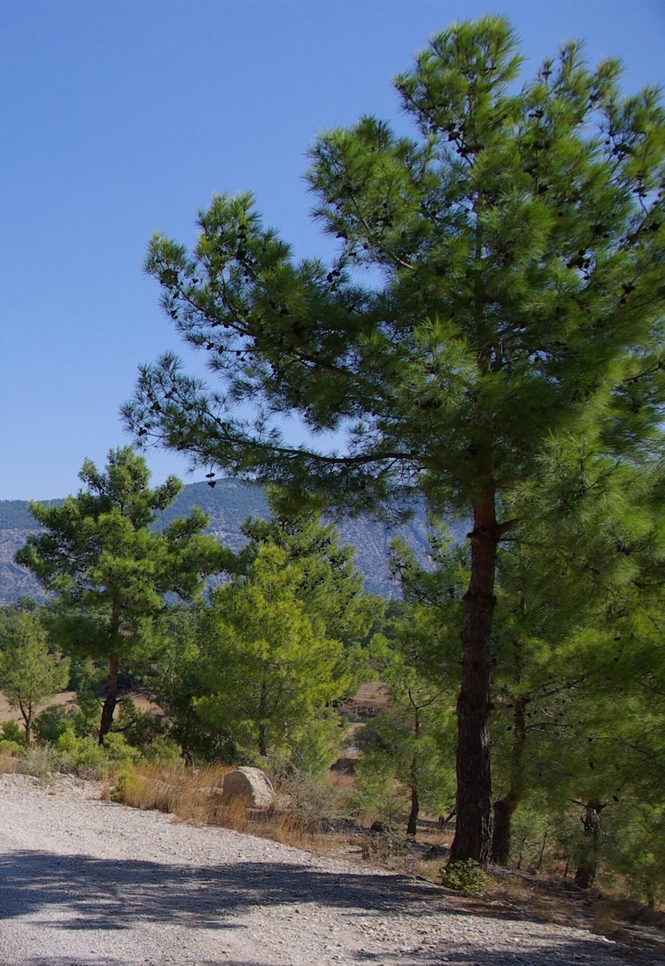 Turkish red pine tree in the Taurus Mountains