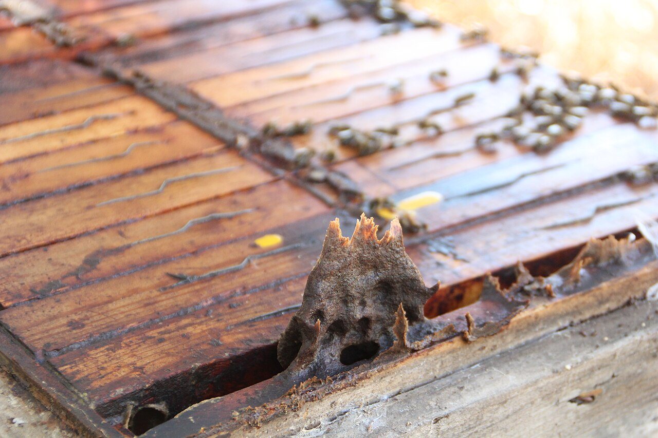 Kovan içinde propolis yapısı