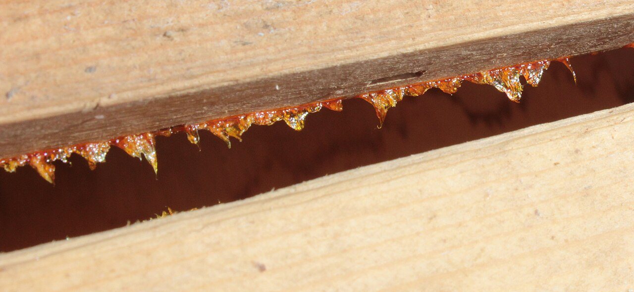 Üst çıta kenarında damla damla propolis