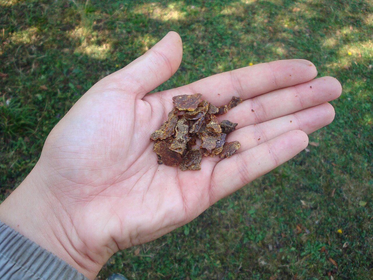 Avuç içinde kovandan çıkarılmış propolis parçaları