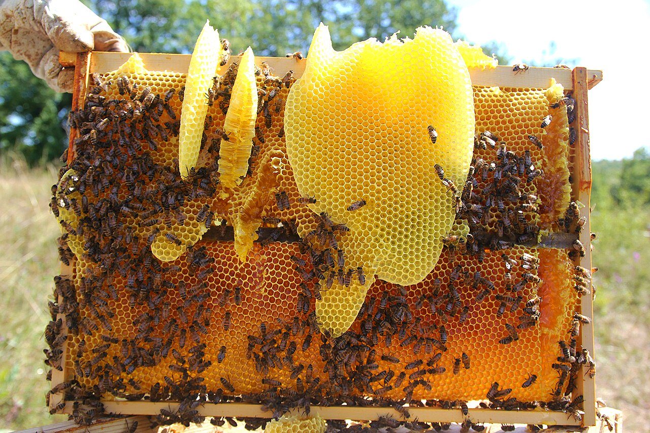 Light-coloured fresh wax and brace comb built by bees on a frame