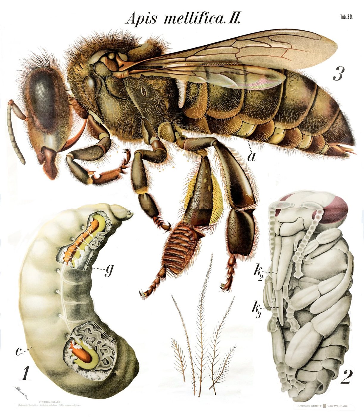 Bal arısı işçi, larva ve pupa anatomisini gösteren eski öğretim levhası