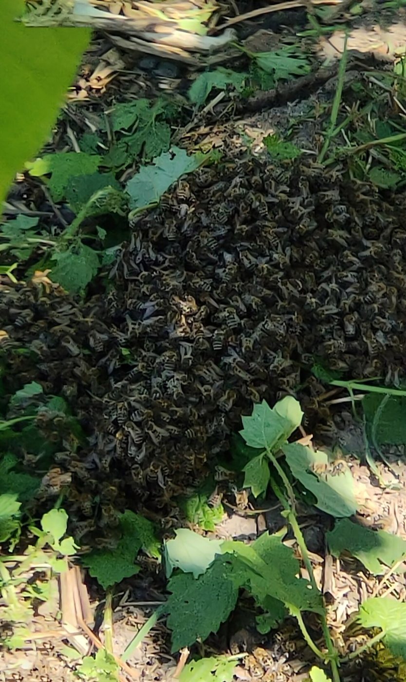 Yere konmuş bal arısı oğulu