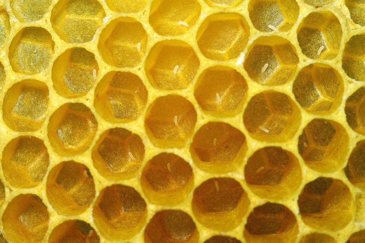Worker bee eggs at the bottom of comb cells