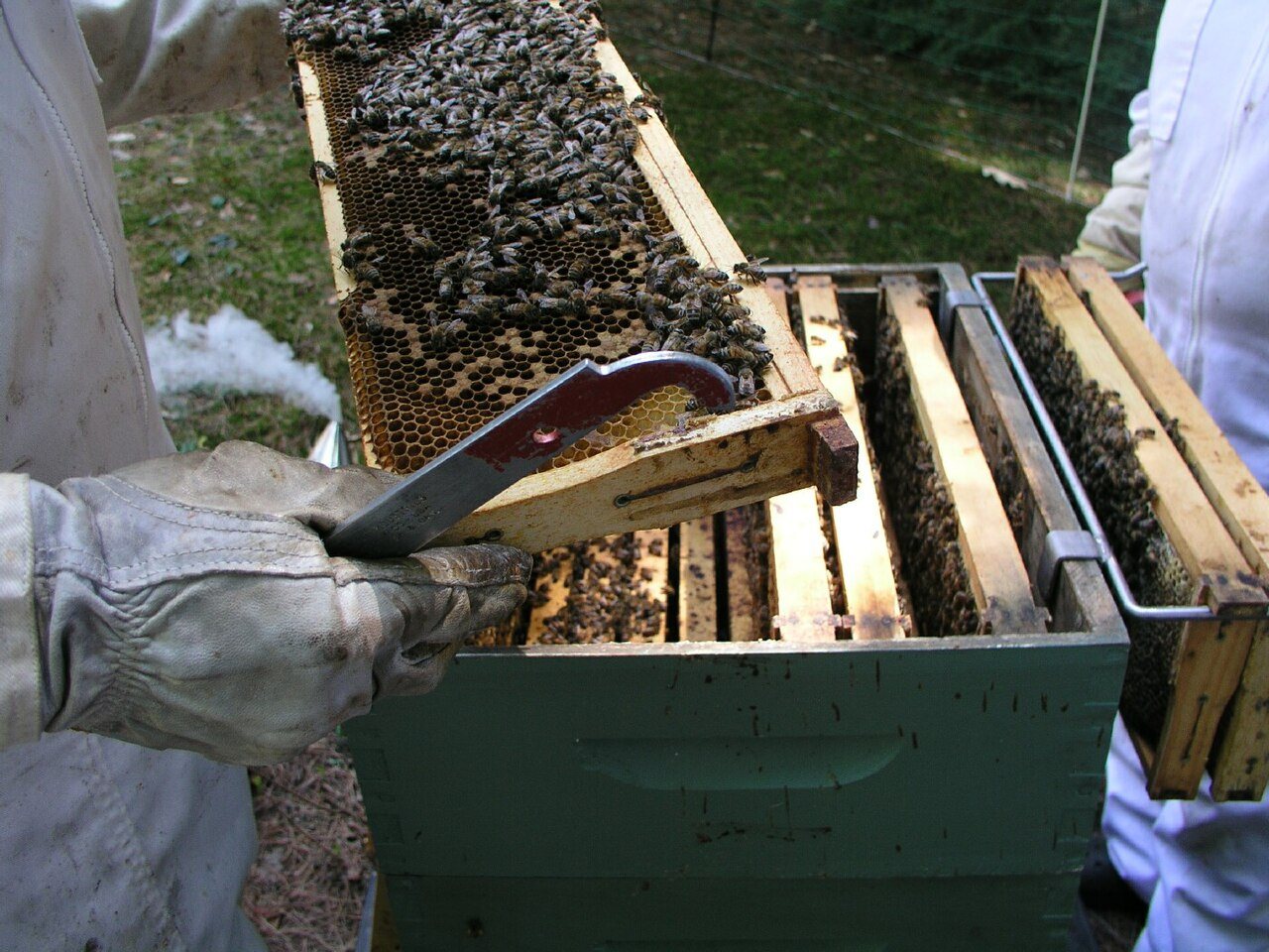 Lifting a frame out of the brood box during a hive inspection