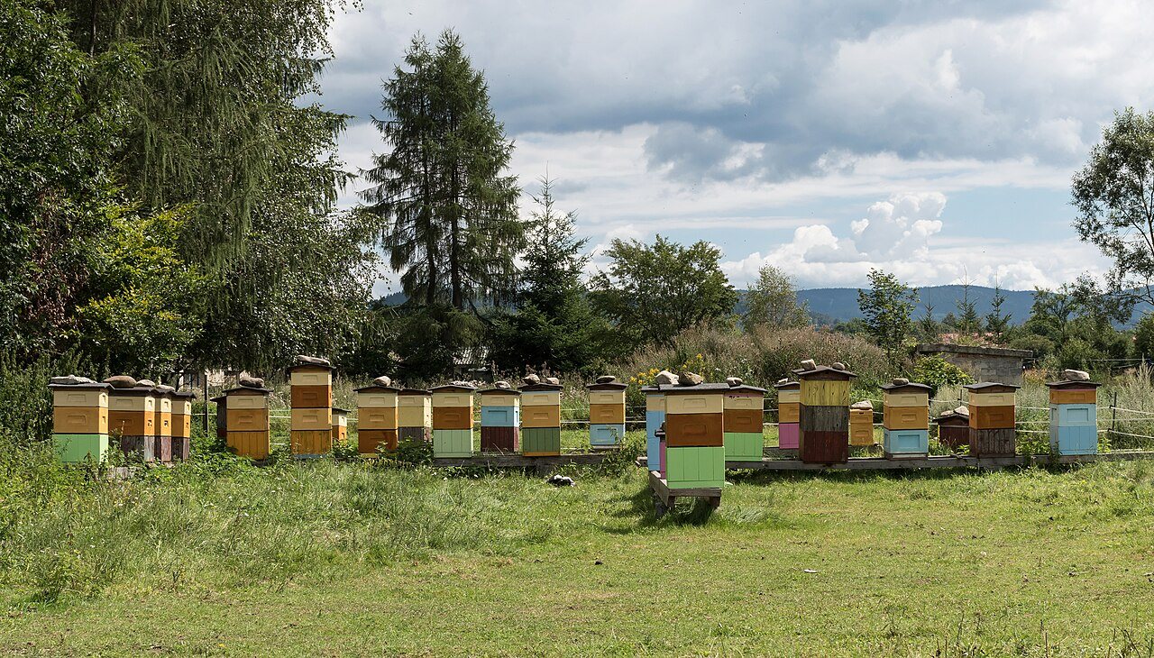 Colourful hives lined up in a long row in a meadow
