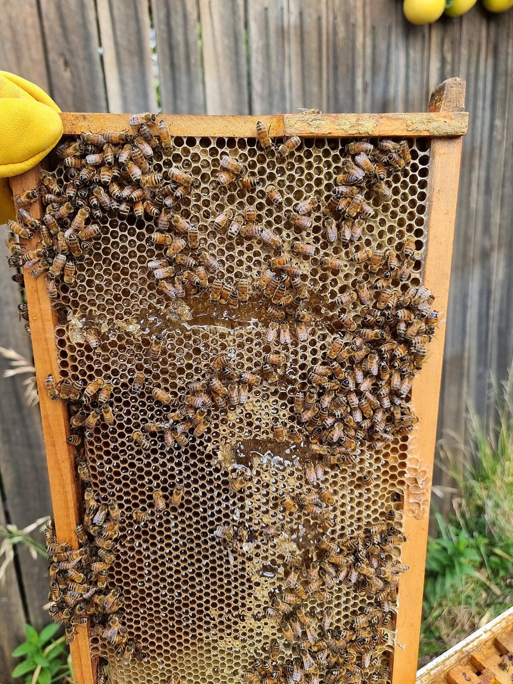 Abejas sobre un cuadro con miel almacenada
