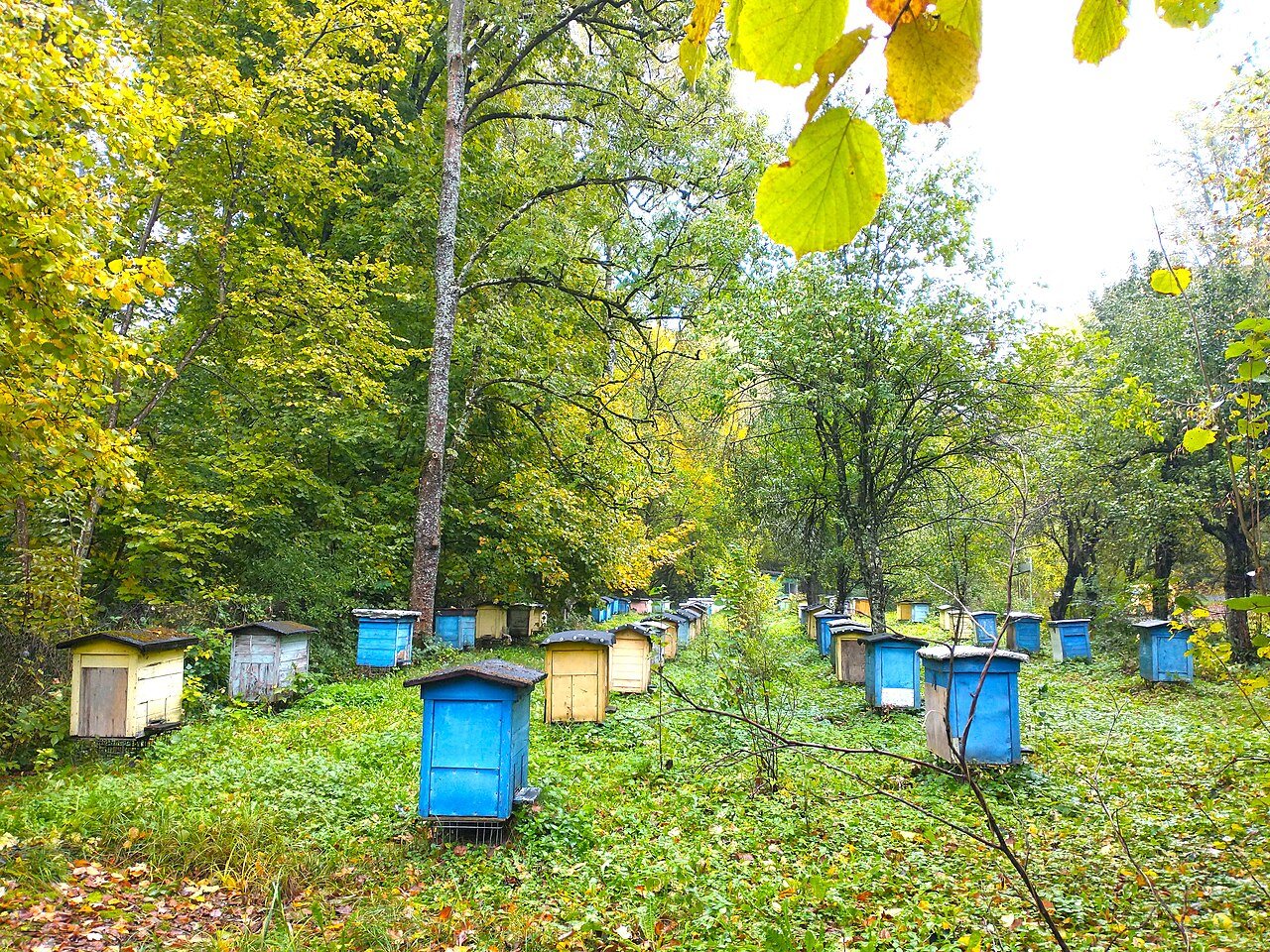 Hives scattered under trees