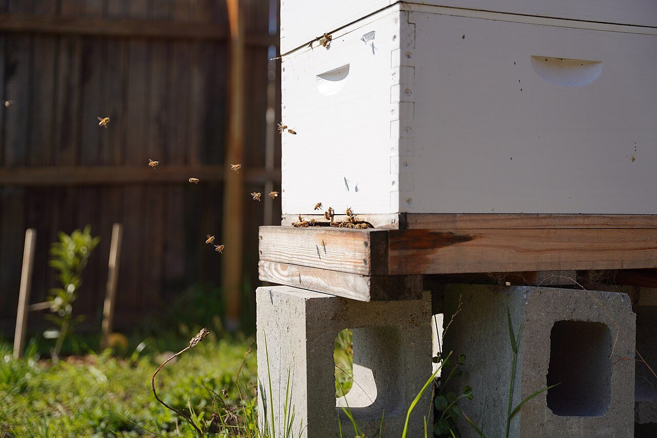 Hive raised on concrete blocks
