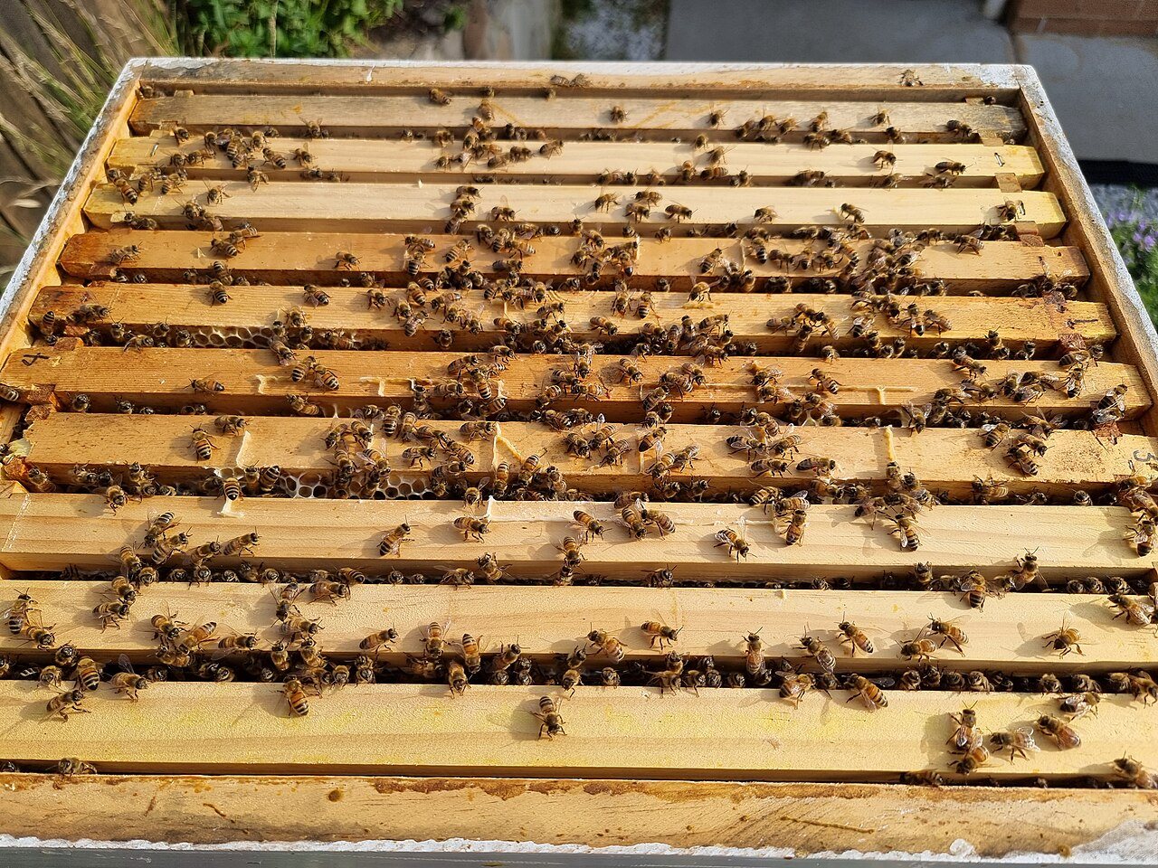 Kapağı açılmış Langstroth kovanında çerçeve düzeni