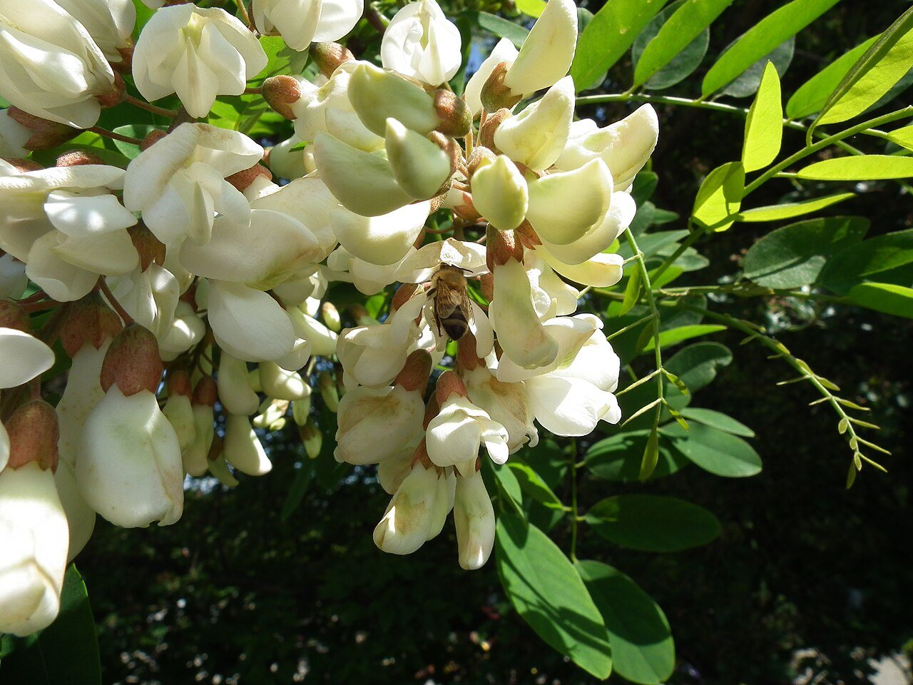 Black locust flowers, a late spring nectar source