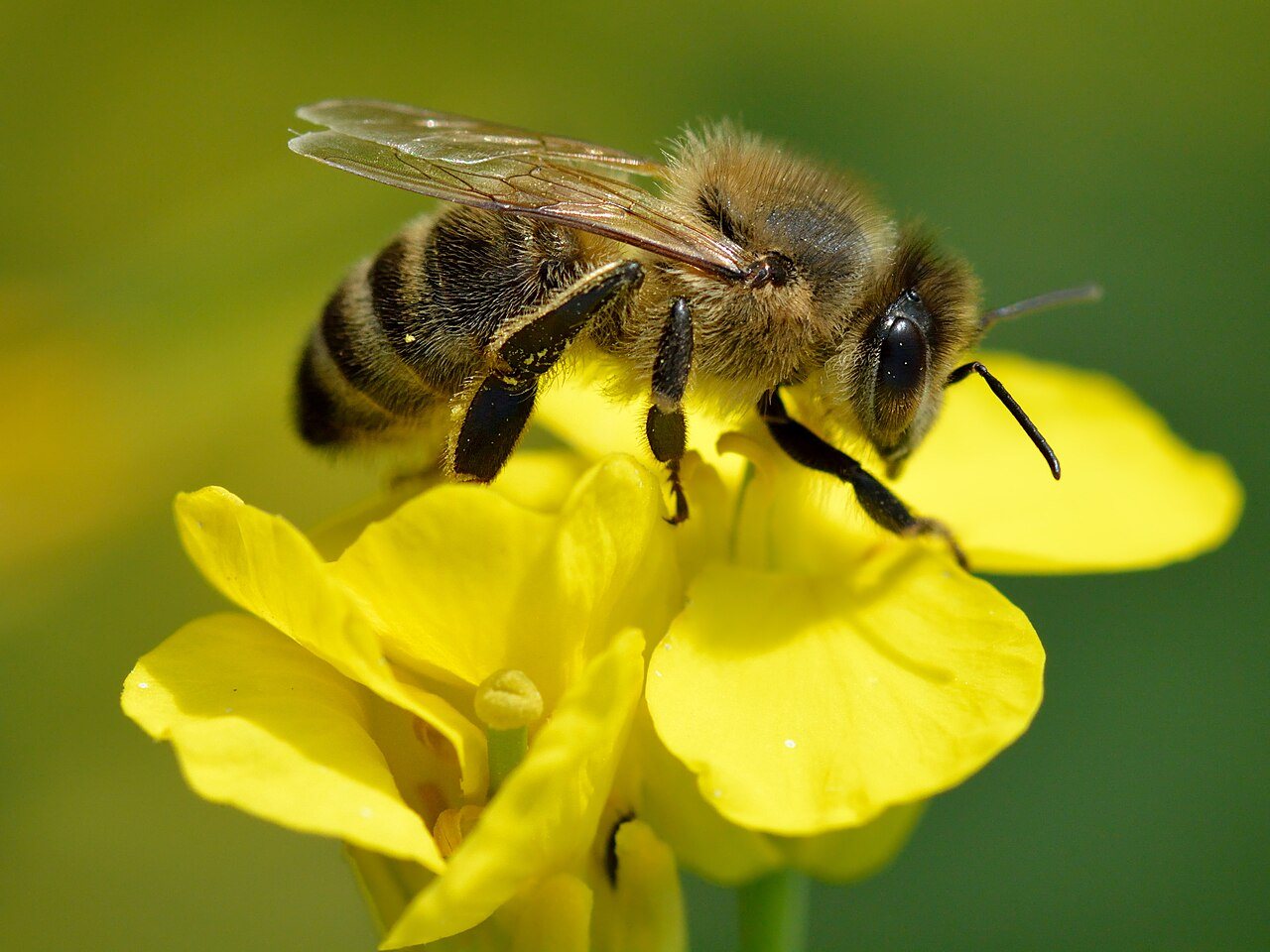 Honey bee collecting nectar from an oilseed rape flower