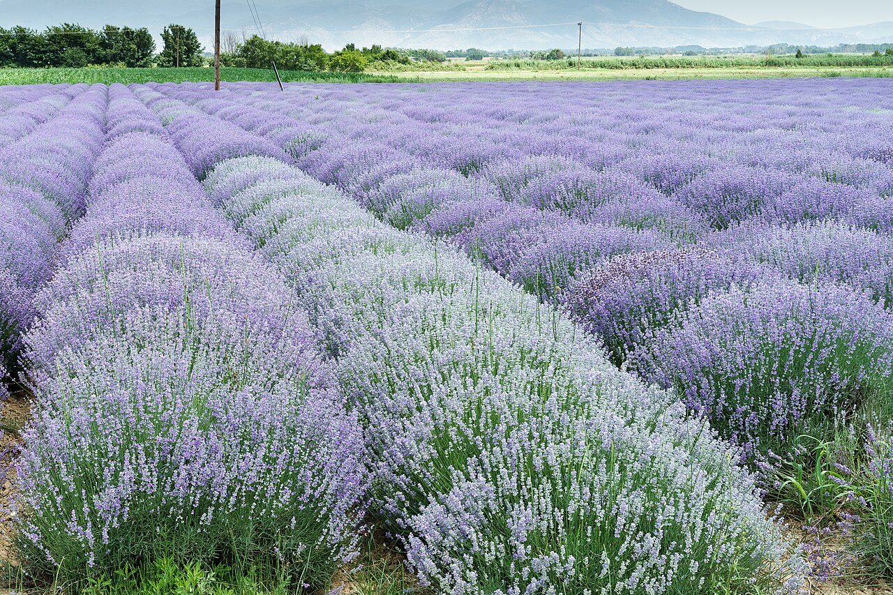 Lavanta tarlası, arılık yeri için bal kaynağı