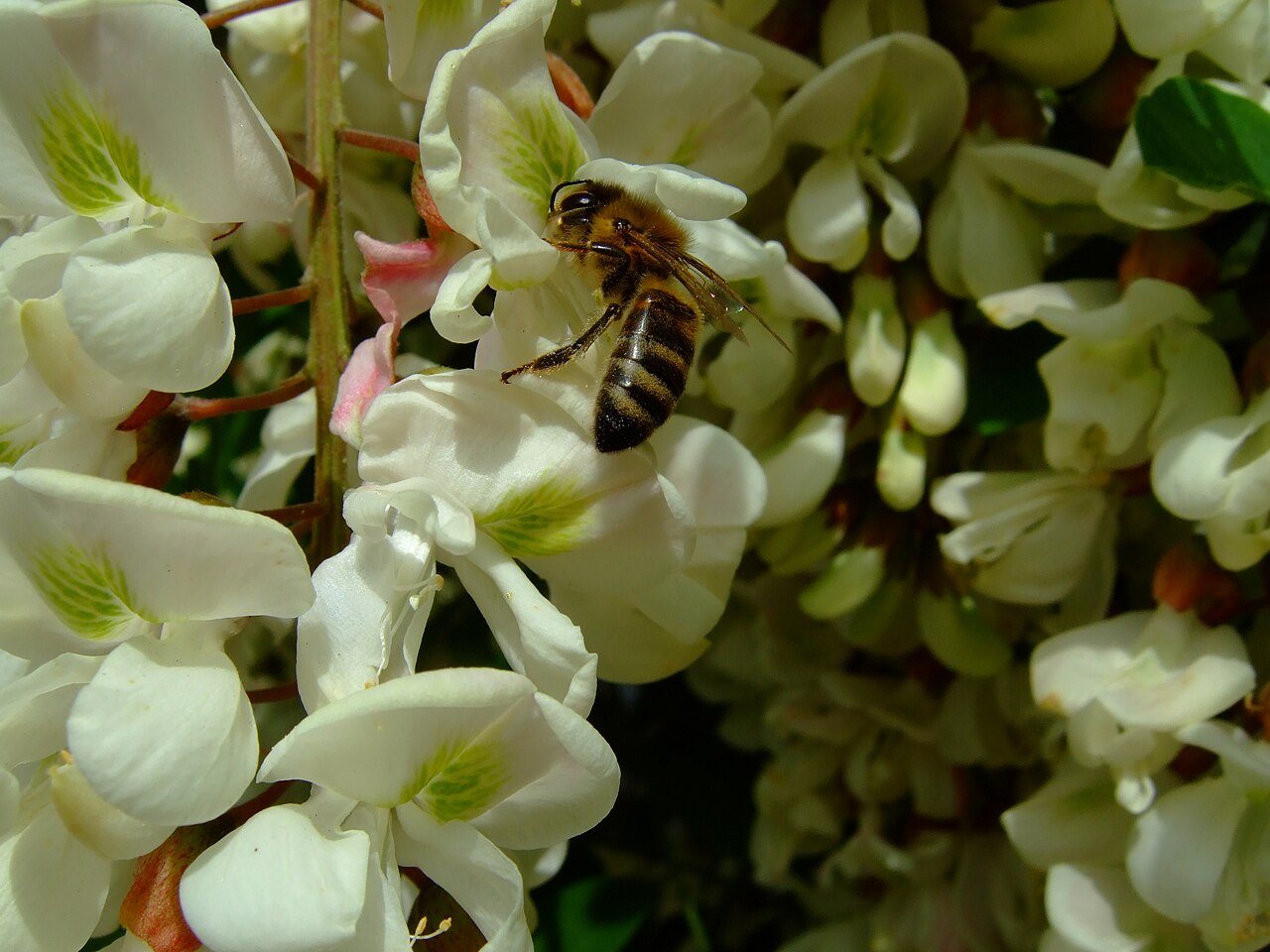 Abeja melífera libando néctar en flores de acacia