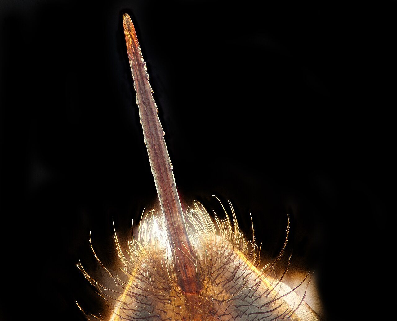 Close-up of a honey bee sting