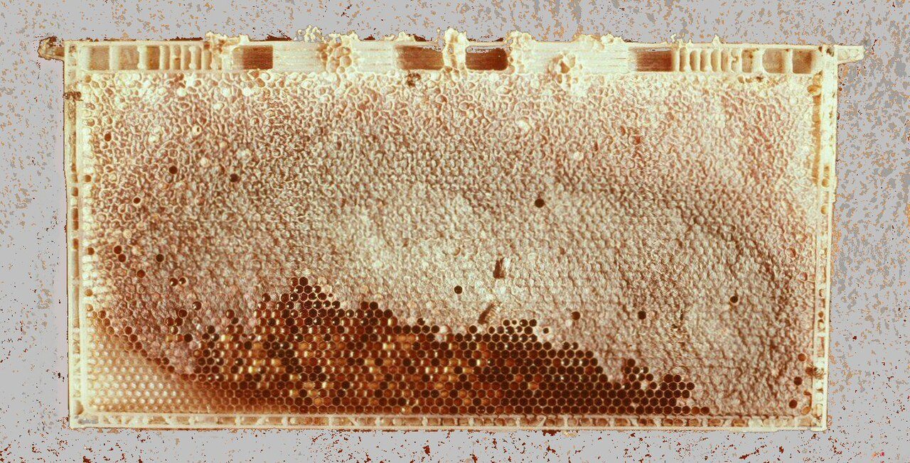 Plastik tabanlı temel petek üzerine örülmüş petek
