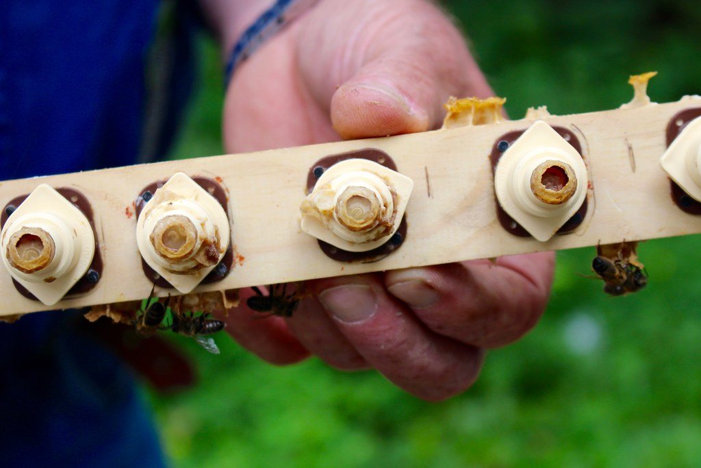 Plastic holders fixed at equal spacing on a wooden bar, with wax remains on them