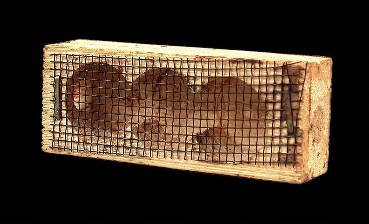 A three-hole wooden queen cage covered with mesh