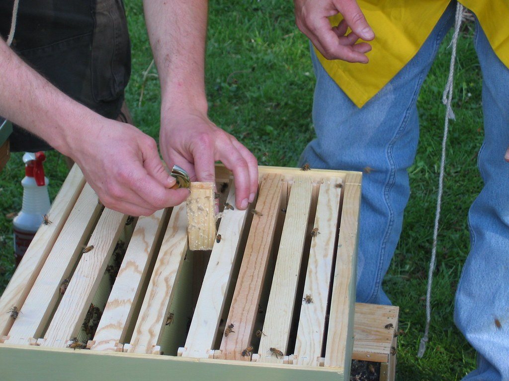 Placing a queen cage between two frames in the hive