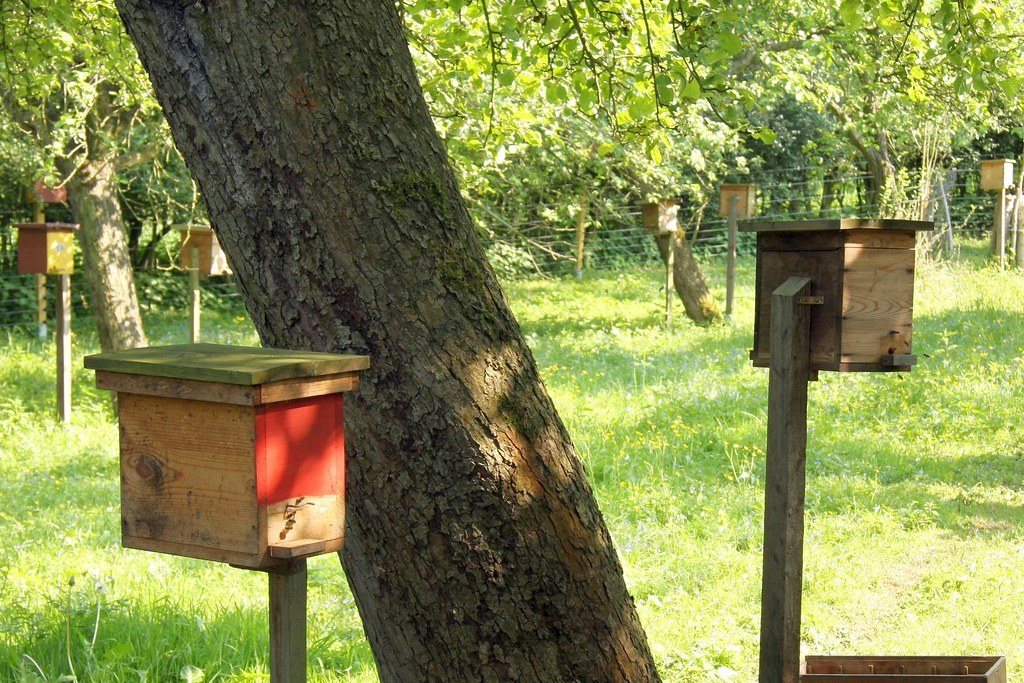 Single-frame mating boxes on separate posts in an orchard, facing different directions
