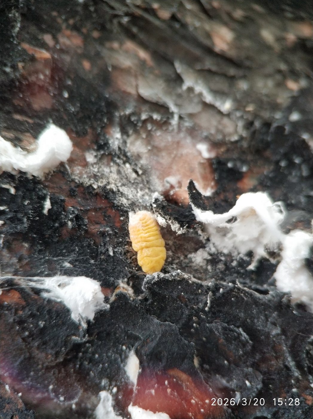 Pine scale (Marchalina hellenica) on a pine branch
