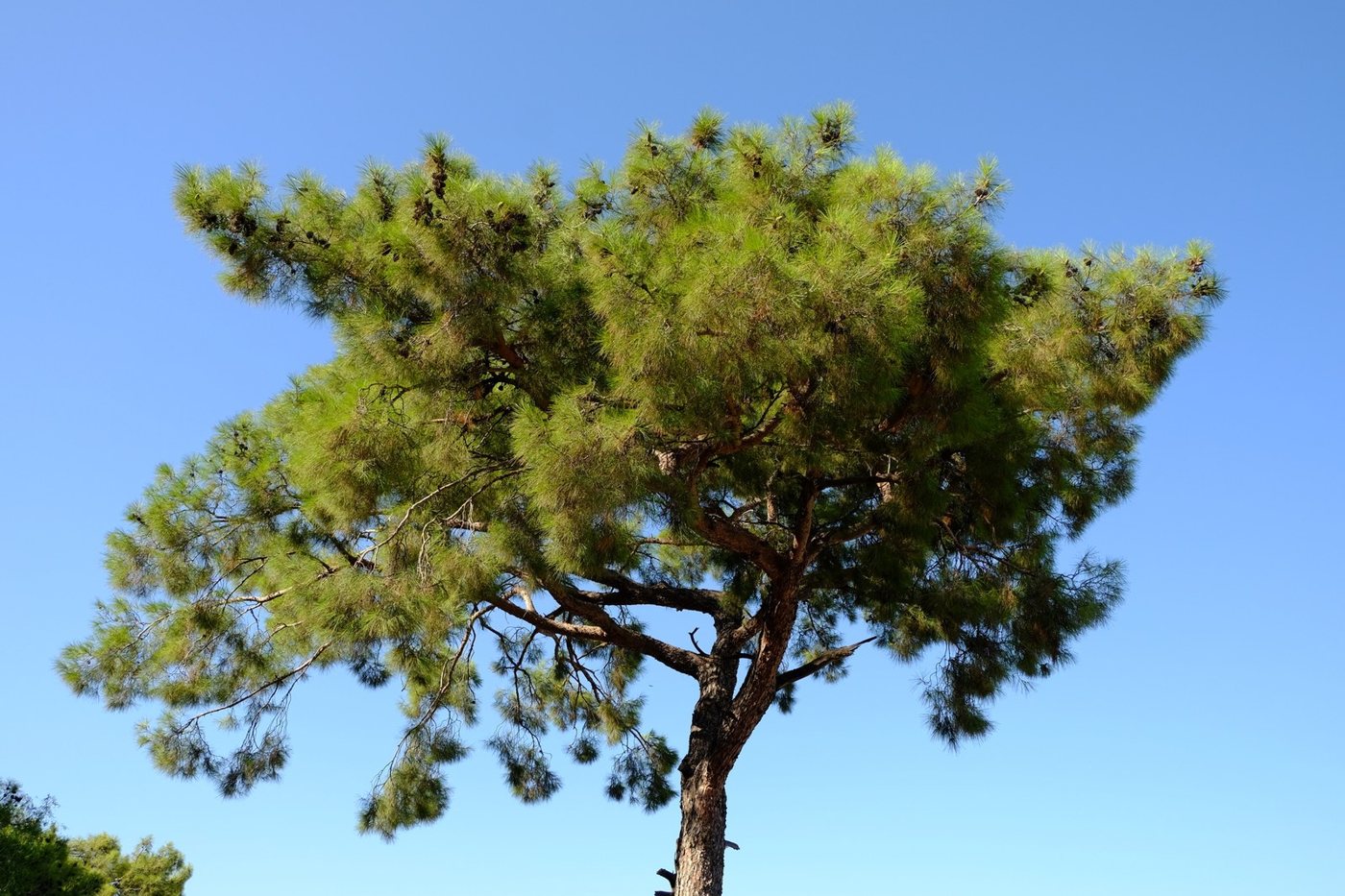 Antalya Kemer'de kızılçam ağacı