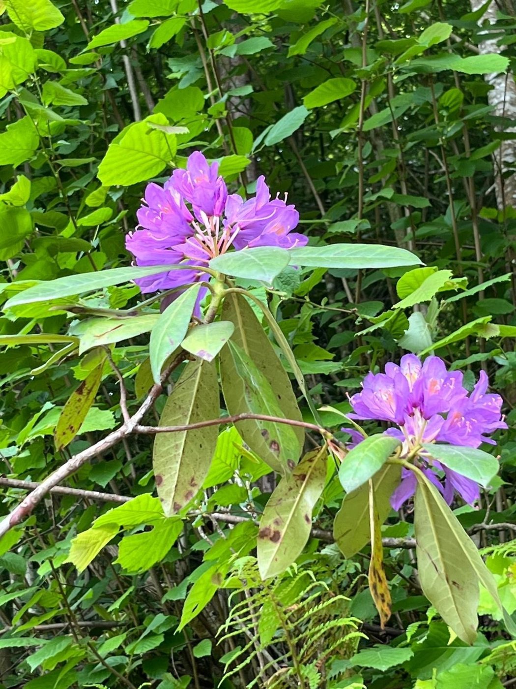 Düzce Yığılca'da orman içinde mor orman gülü